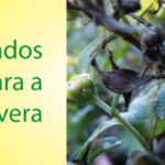 Dicas de cuidados com a saúde para a primavera
