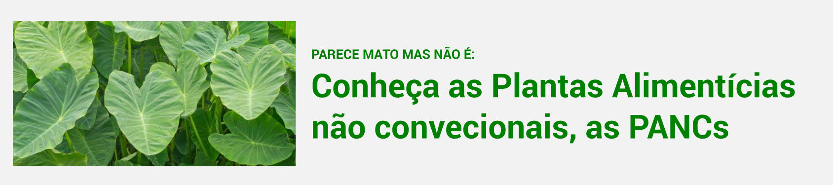 Parece mato, mas é PANC!