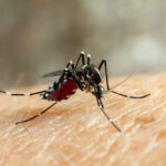 Dengue: aumento de casos preocupa saúde pública